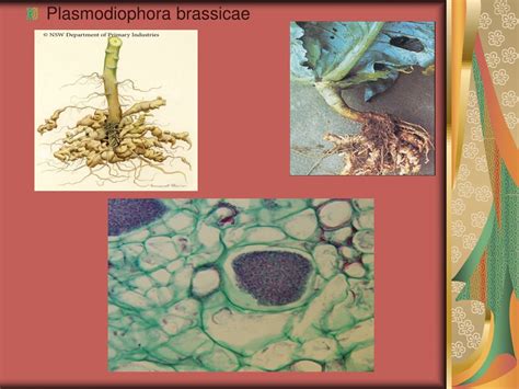 how are plasmodiophora similar to fungi